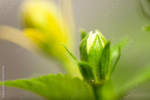 Close-up of flower bud on isolated background