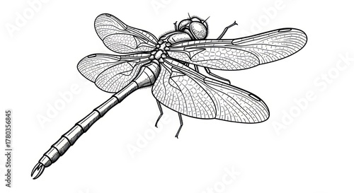 Detailed black and white illustration of a dragonfly on white background