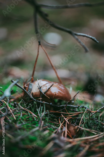 Buttercup mushroom close-up in the autumn forest.