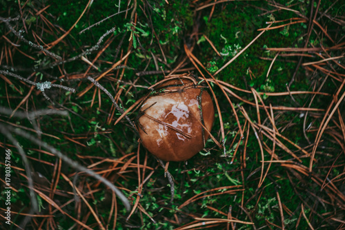 Buttercup mushroom close-up in the autumn forest.