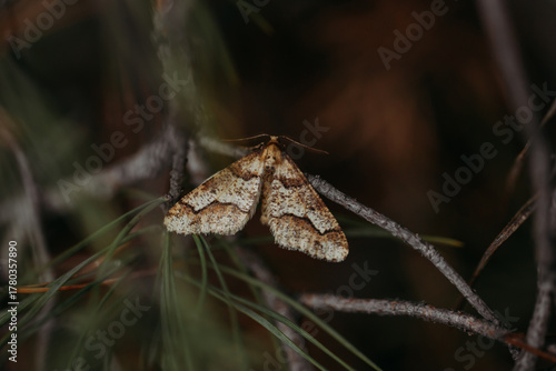A brown moth on a branch in a coniferous forest.