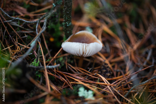 Paganka mushroom close-up in the autumn forest.