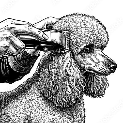 Poodle being cut with a clipper on a white background