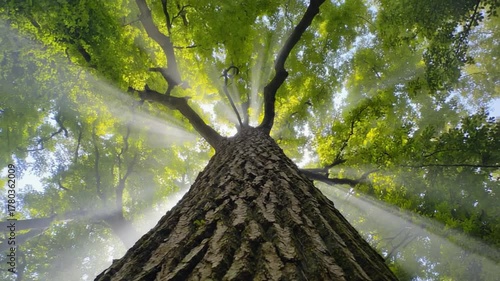 Low-angle shot looking up a massive tree trunk into a lush green canopy with sun rays streaming through forest