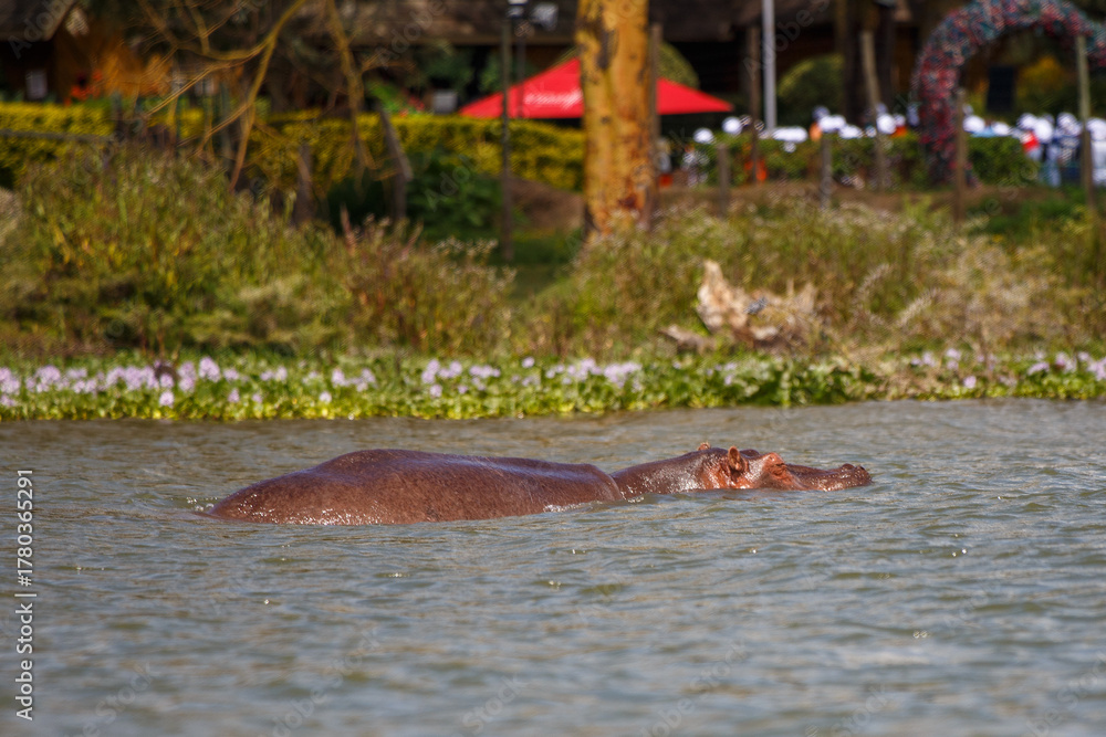Fototapeta premium Hipopótamo (Hippopotamus Amphibius) Emergido del Agua Abriendo la Boca con Colmillos Visibles en un Lago de Kenia, África