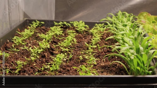 Wallpaper Mural Super time lapse of microgreens like spinach, parsley and lettuce germinating and growing in small layer of soil in seed starter trays placed in light box in studio under controlled grow light Torontodigital.ca