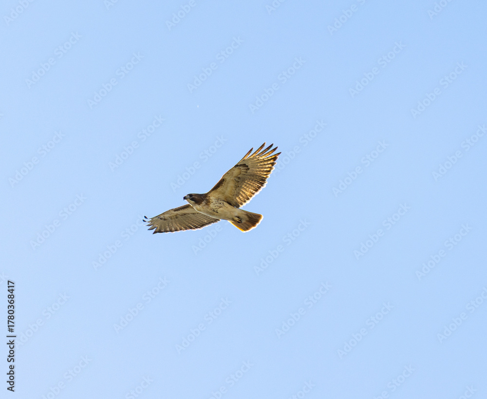 Fototapeta premium Red Tailed Hawk (Buteo jamaicensis) In Front Of Blue Sky