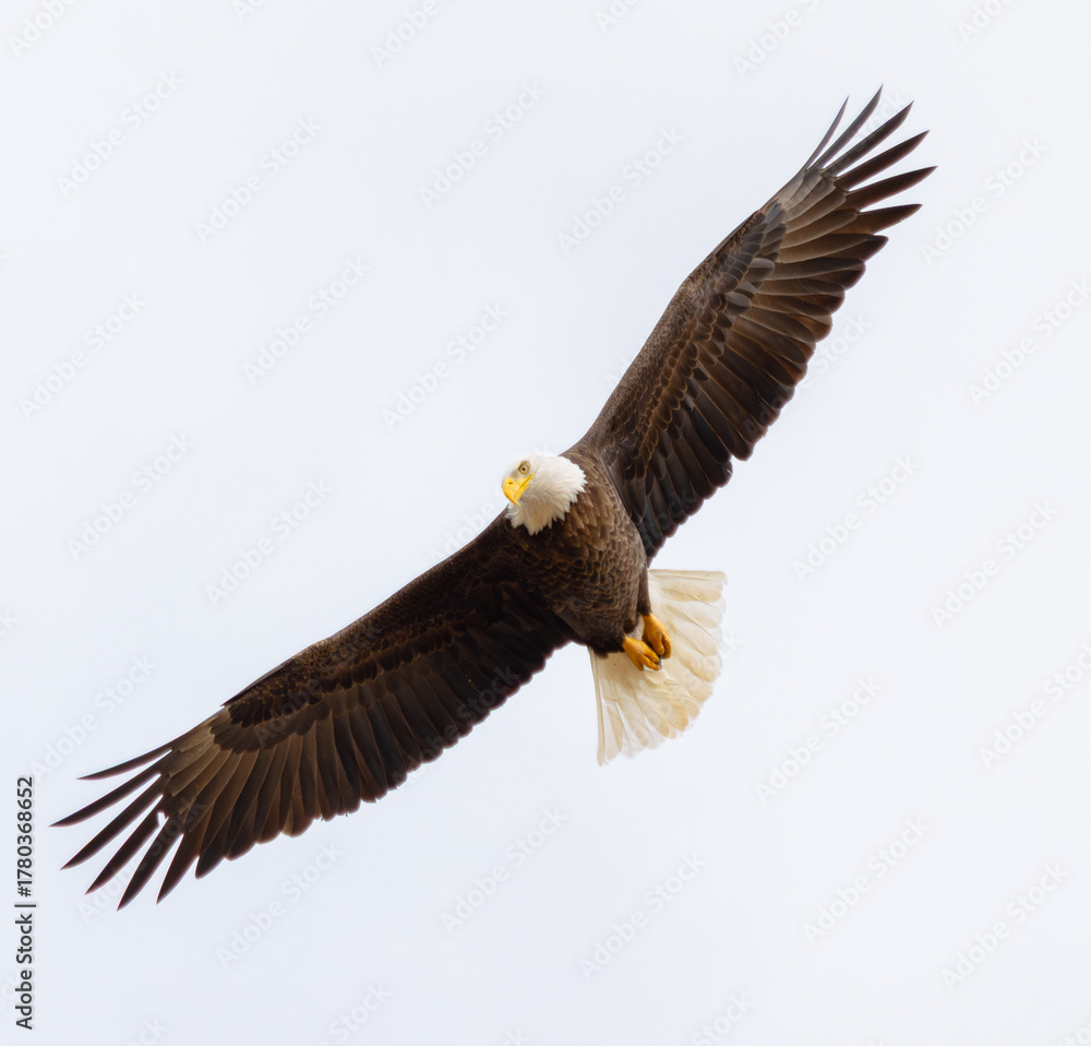 Obraz premium Close Up Of A Bald Eagle (Haliaeetus leucocephalus) Soaring with Wings Fully Extended