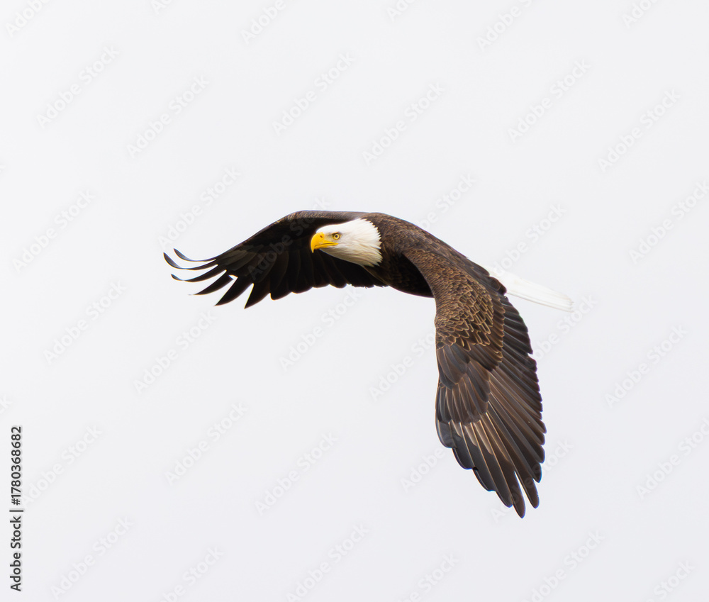 Fototapeta premium Bald Eagle (Haliaeetus leucocephalus) Close Up Portrait 