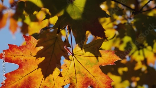 Vibrant autumn maple leaves glowing golden and red in warm sunlight, perfect nature background footage