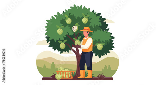 Farmer Harvests Custard Apple Fruits From a Lush Tree in a Delightful Orchard Scene
