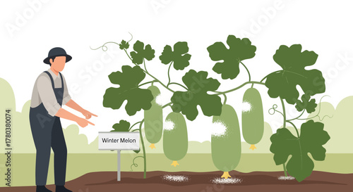 Farmer Pointing at Winter Melon with Lush Foliage and Mature Fruits, Agriculture Concept