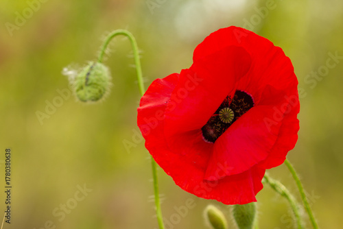 Bright red poppy flower blooming on a soft green background. Close-up photo of a single poppy in a summer field, symbol of remembrance and beauty in nature.
