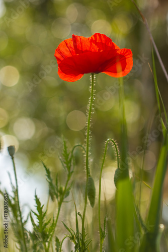 Bright red poppy flower blooming on a soft green background. Close-up photo of a single poppy in a summer field, symbol of remembrance and beauty in nature.