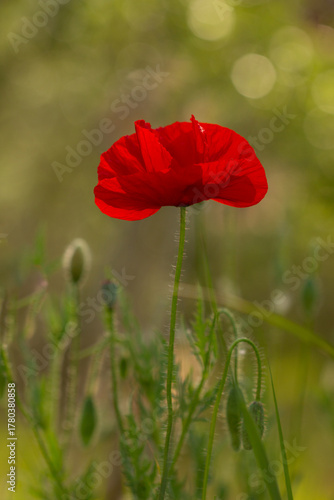 Bright red poppy flower blooming on a soft green background. Close-up photo of a single poppy in a summer field, symbol of remembrance and beauty in nature.