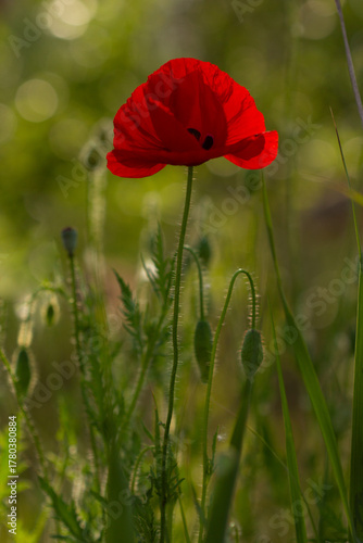 Bright red poppy flower blooming on a soft green background. Close-up photo of a single poppy in a summer field, symbol of remembrance and beauty in nature.