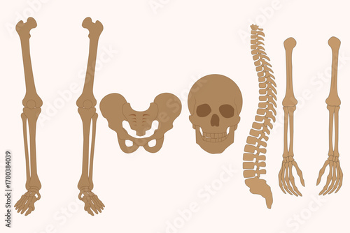 Human skeleton parts illustration showing skull, spine, pelvis, arms, and legs in anatomical layout. eps 10