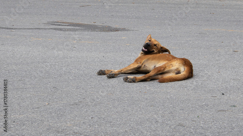 a brown dog lying on the ground, looking back at the cameraม a stray dog resting There are wounds all over the body.