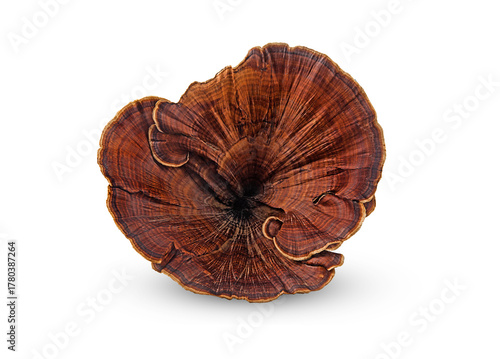 lingzhi mushroom,ganoderma lucidum on a white,isolated