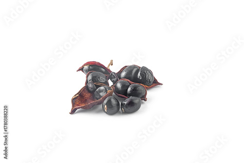sterculia monosperma beans isolated on a white background