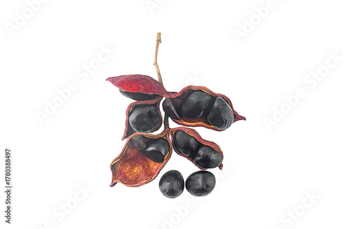 sterculia monosperma beans on a white,isolated(tyop view)