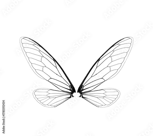 black and white cicada insect wings on a white,isolated