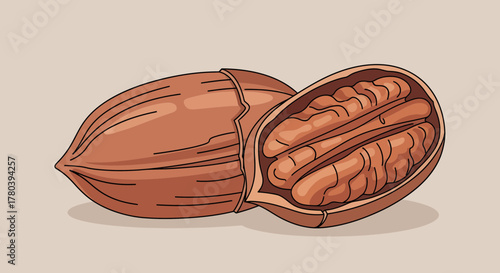 Fresh Pecan Nut Halved Vector Illustration Depicting Nutritional Food and Healthy Eating