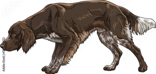 German Longhaired Pointer dog crouched alert pose illustration