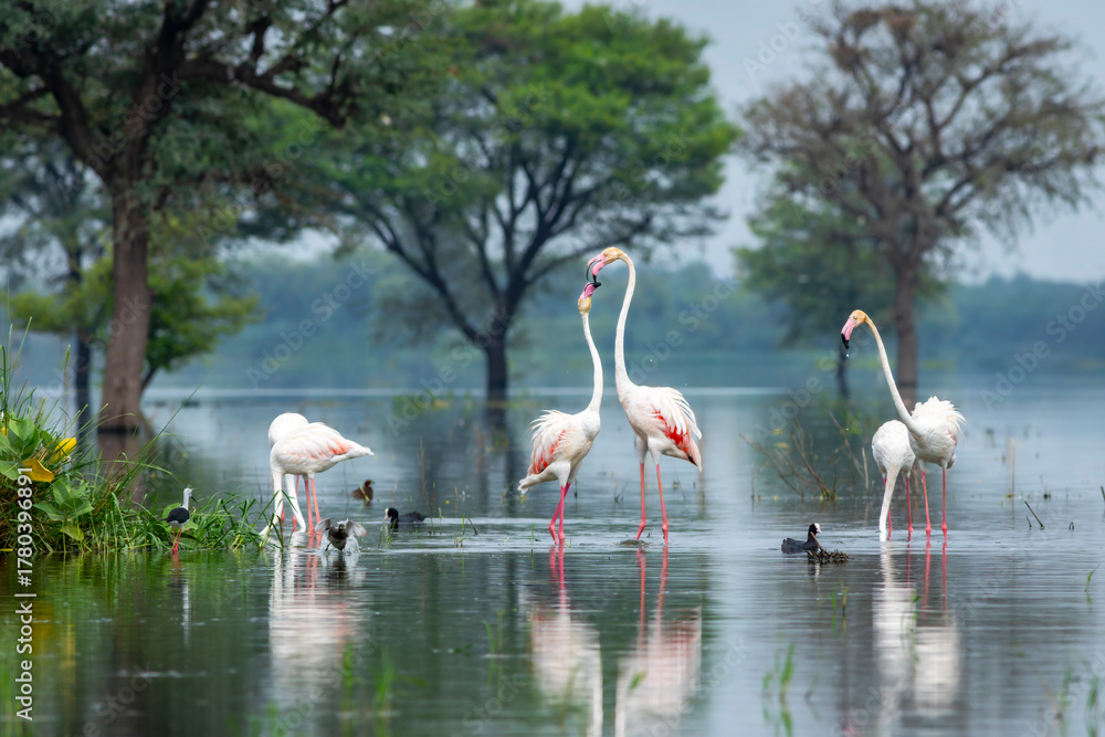Obraz premium nature scenery or natural painting by Greater flamingo or Phoenicopterus roseus flock or flamingos family during winter migration at Keoladeo National Park Bharatpur bird sanctuary rajasthan india