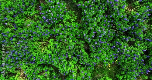 Drone flying above endless purple lupine flowers in Iceland, illustrating the contrast between colorful fields, green hills, and the deep blue northern sky in cinematic perfection.