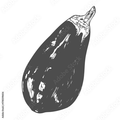 Hand drawn ink sketch illustration of eggplant aubergine vegetable