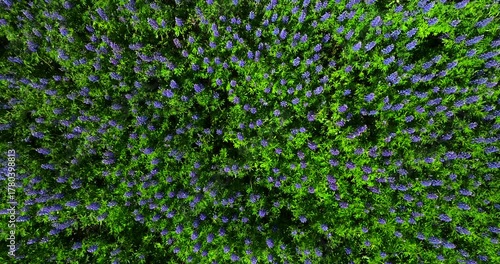 Aerial footage over Iceland’s iconic lupine meadows in full bloom, capturing the vibrant violet hues and the serene atmosphere of Icelandic nature during the long summer days.