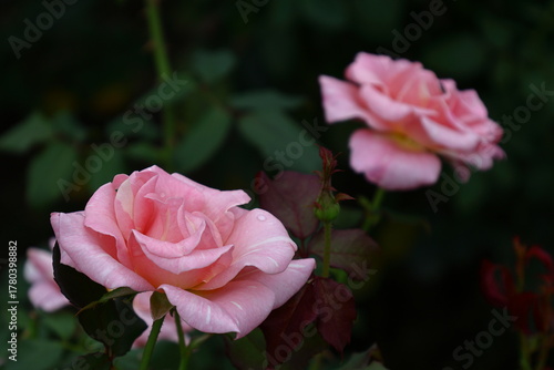 Wallpaper Mural 花の女王 Torontodigital.ca