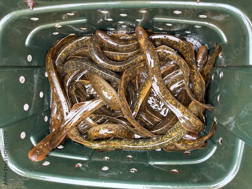 Принти на полотні Sea lamprey on a tray