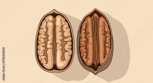Illustrated Pecan Halves Showing Inside Nut Anatomy and Texture on Earth Tone Background