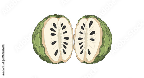 Illustration Of A Freshly Cut Custard Apple Showing Its Seed Arrangement