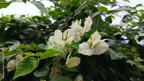 White Bougainvillea Flowers Close Up Bloom