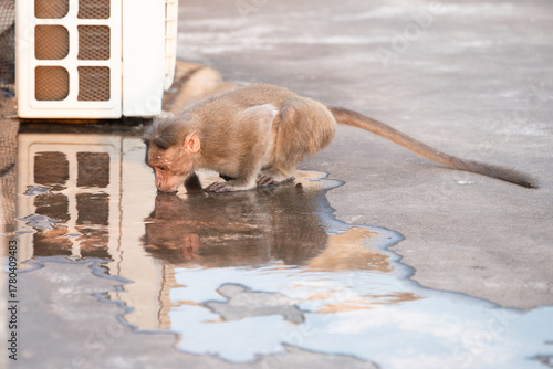 Photography Barbary macaque ape, rhesus monkey drinking water from puddle of a broken air co