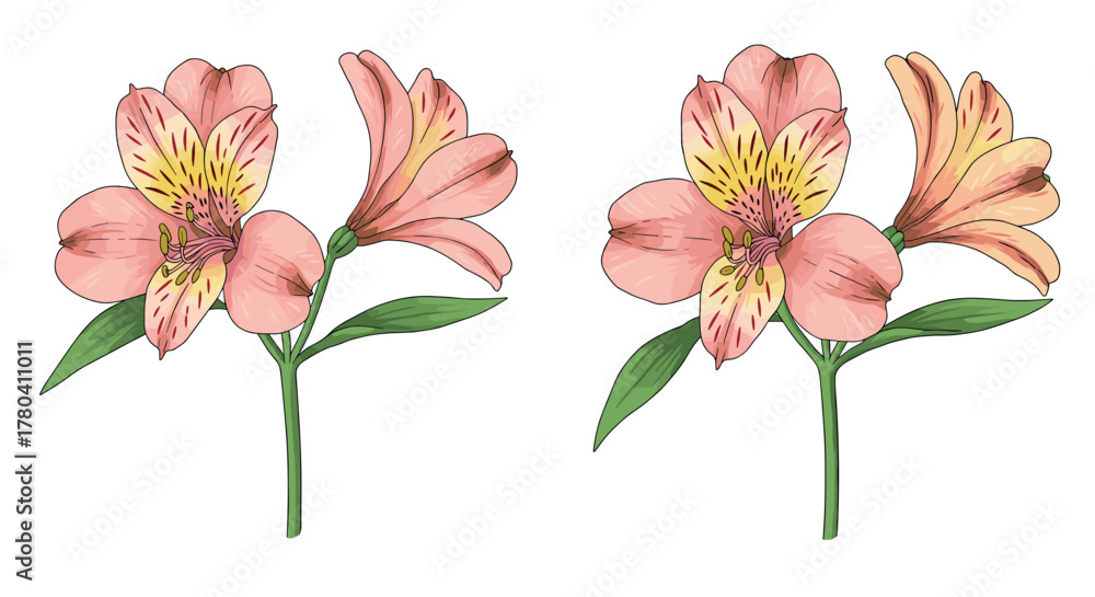 Obraz premium Beautiful alstroemeria blooms with green leaves in detailed botanical art style