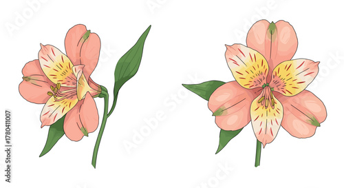 Elegant lily blooms with green stems in delicate handdrawn style on white background