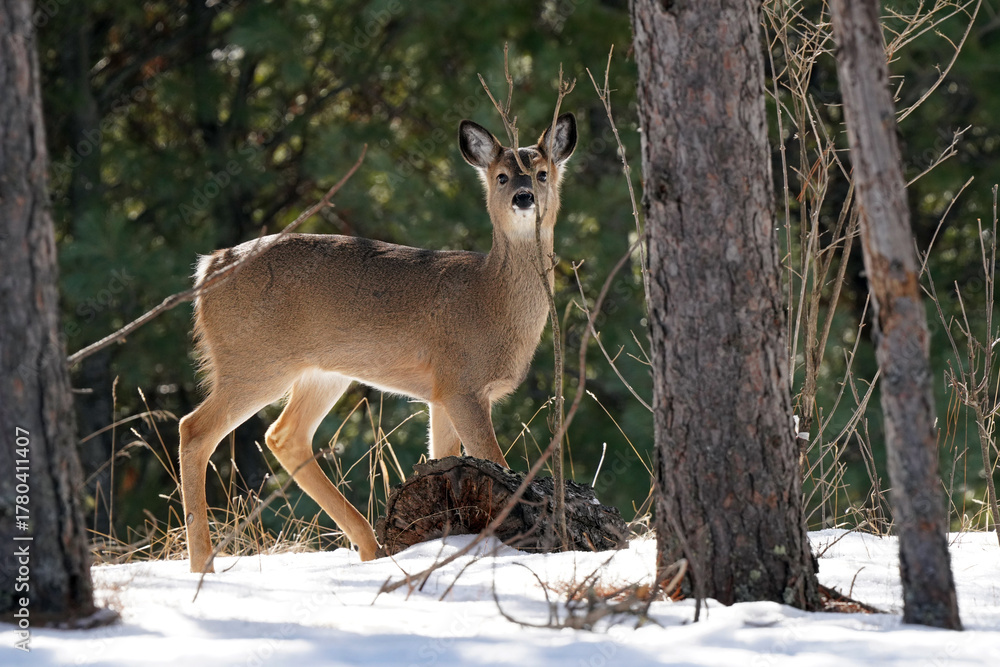 Fototapeta premium white tailed deer