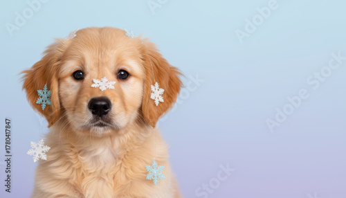 Golden retriever puppy, pet, christmas, winter, snowflake, cute portrait with calm charm