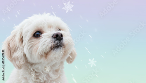Pet dog, white fur, winter snow, pastel background, christmas charm