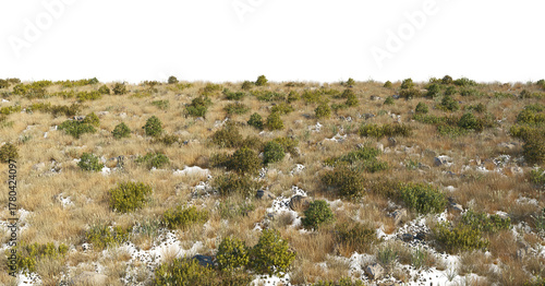 Yellow dry grass surface with feather plants, shrubs and stones cutout isolated png on a transparent background premium nature cutout