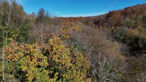 atterrissage en drone dans une forêt en automne entre les troncs et les branches d'arbres. 