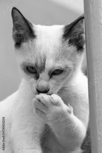 A striking black and white close-up of a white kitten with dark points on its nose. A small paw covers its mouth as if blowing a kiss while looking directly at the camera.