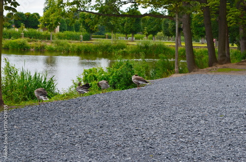 Geese on the shore of a canal through nature. Geese by a pond in a park.