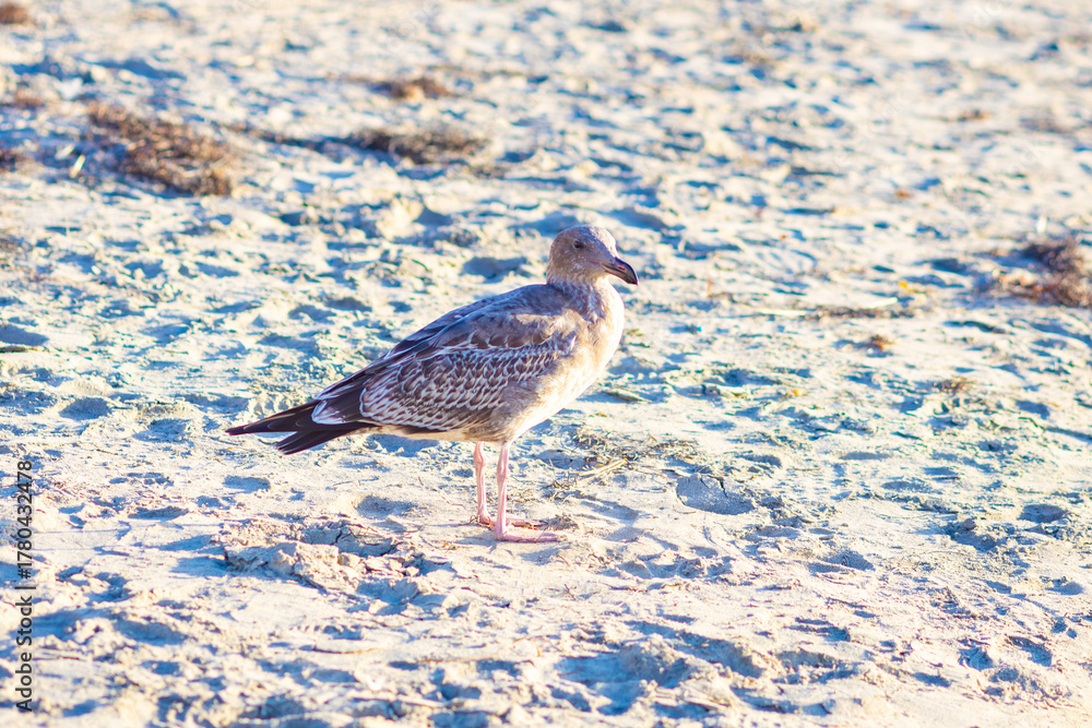 Obraz premium A white-and-brown seagull on the beach on a sunny day 