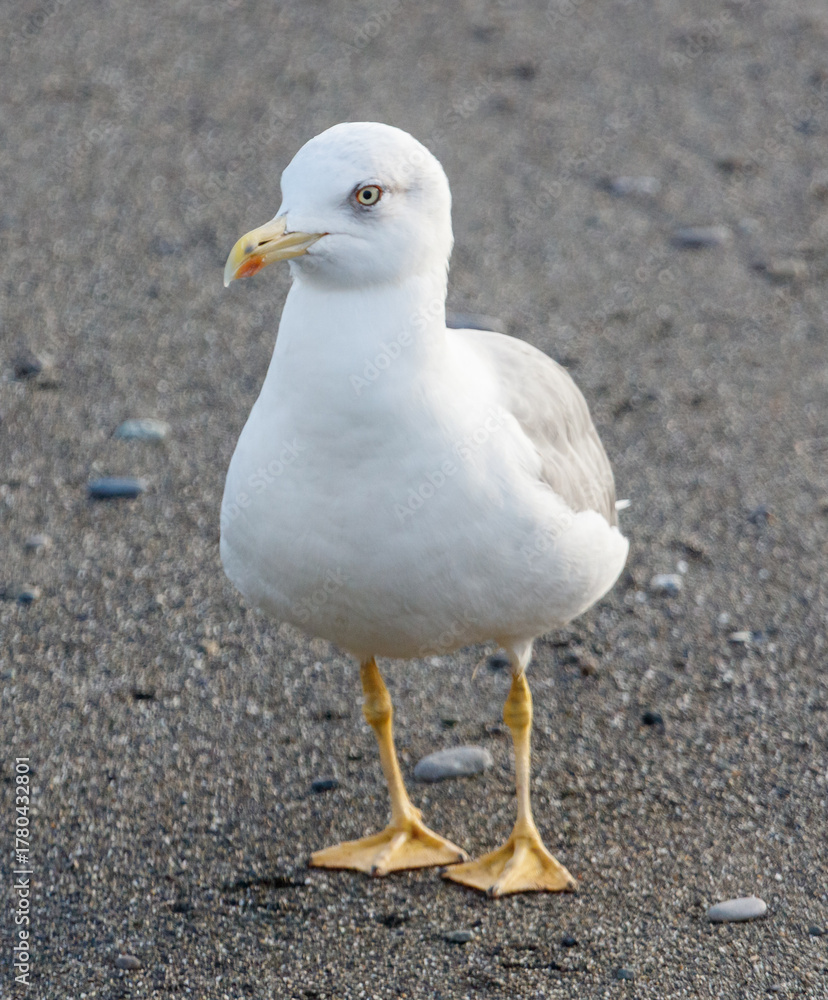Obraz premium A seagull is standing on the beach