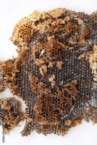 The abandoned structure of a dangerous paper wasps (yellow jackets) nest, tragically burned and destroyed by a local gardener.